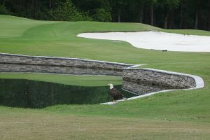 Deerwood 13th Eagle